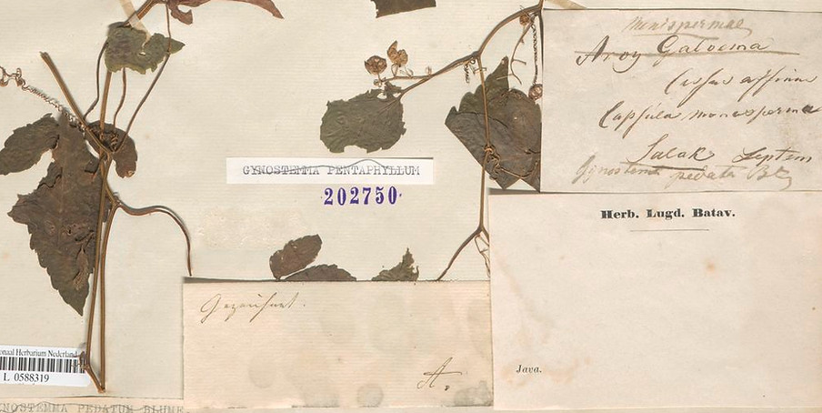 Gynostemma pedata Herbarium-Beleg 1819-1826 — Flora van Nederlandsch Indië, historisches Pflanzenexemplar